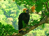 Blackheaded Vulture